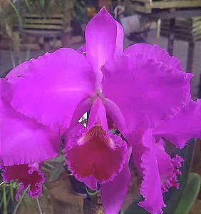 Cattleya Warneri Rubra x Self