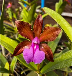 Cattleya Bicolor