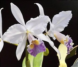 Cattleya Gaskeliana Coerulea x Self