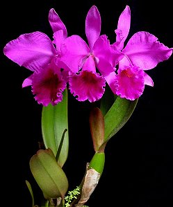 Cattleya Labiata Rubra "José Ap. x R. Sertão"