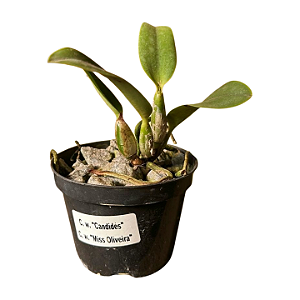 Cattleya Walkeriana "Candides x Miss Oliveira" MUDAS