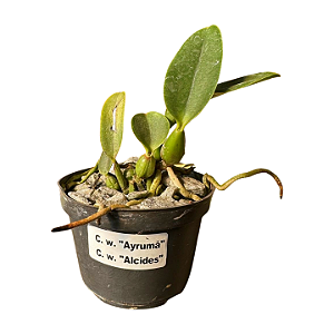 Cattleya Walkeriana "Ayrumã x Alcides" MUDAS