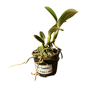 Cattleya Walkeriana "Candides x ( Paula x Joel da Silveira) MUDAS