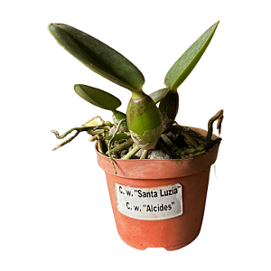 Cattleya Walkeriana " Santa Luzia x Alcides" MUDAS