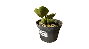 Cattleya Walkeriana "Moicanos x Alcides" MUDAS