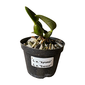 Cattleya Walkeriana "Ayrumã x Everest" MUDAS