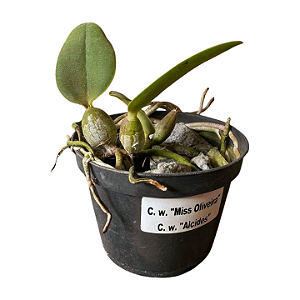Cattleya Walkeriana "Miss Oliveira x Alcides" MUDAS