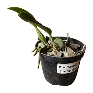 Cattleya Walkeriana "Candides x Alcides" MUDAS