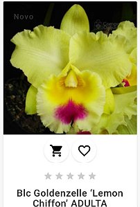 Blc Gondenzelle "Lemon Chiffon" ADULTA