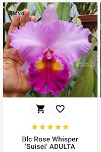 Blc Rose Whisper "Suiesei" ADULTA