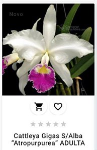 Cattleya Gigas S/ Alba"Atropurpurea" ADULTA