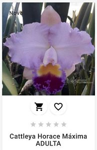 Cattlleya Horace Máxima ADULTA