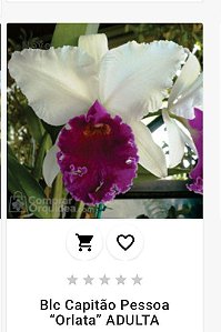 Blc Capitão Pessoa "Orlata" ADULTA