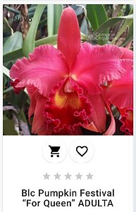 Blc Pumpkin Festival "For Queen" ADULTA