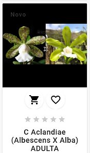 Cattleya Aclandiae ( Albecens x Alba ) Adulta