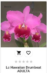 Lc Hawaiian Drumbeat ADULTA