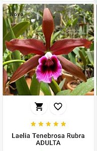 Laelia Tenebrosa ADULTA