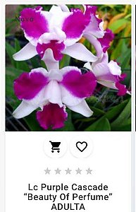 Lc Purple Cascade "Beauty of Perfume" ADULTA