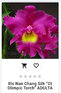 Blc Nan Chang Silk "Ct Olimpic Torch" ADULTA