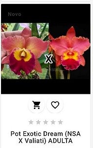 Potic Exotic Dream (NSA x Valiati) ADULTA
