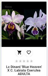 Lc Dinard "Blue Heaven" x C. Labiata Coerulea ADULTA