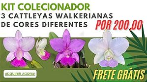 Kit Colecionador - 3 Cattleyas Walkerianas cores diferentes