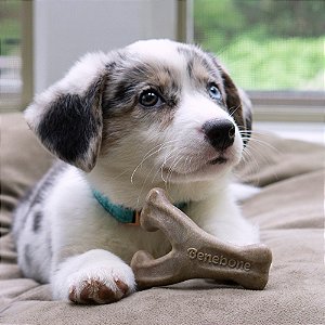 Brinquedo de Roer Benebone wishbone bacon P - Benebone