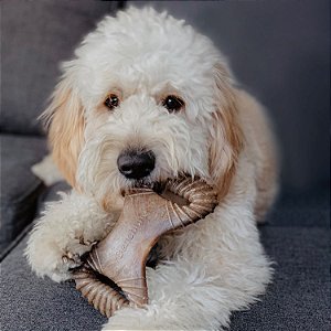Brinquedo de Roer Benebone Dental Chew Bacon P - Benebone