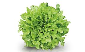 ALFACE MIMOSA MAÇO.