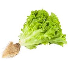 ALFACE CRESPA HIDROPÔNICA UNIDADE.