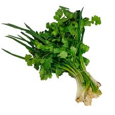 COENTRO C/ CEBOLINHA MAÇO.