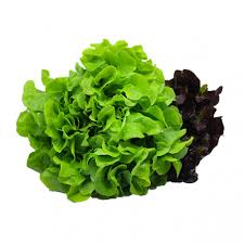 ALFACE BICOLOR  HIDROP.