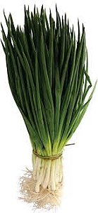 CEBOLINHA INDUSTRIAL