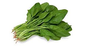 ESPINAFRE JAPONES HORENSO