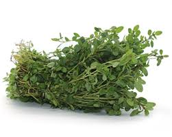 OREGANO FRESCO MAÇO