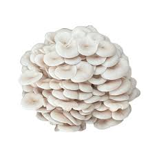 SHIMEJI CLARO BDJ. 200GR.