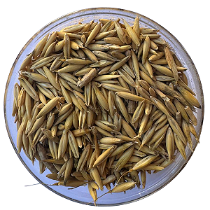 Sementes de Aveia  Branca