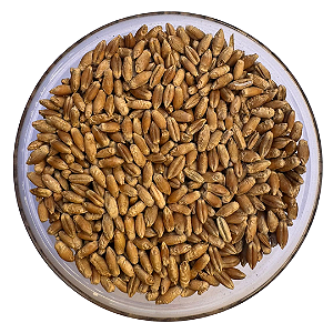 Sementes de Triticale