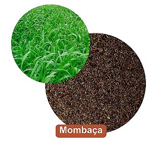 Sementes de Mombaça