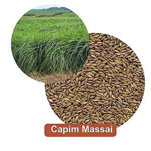 Sementes de Capim Massai
