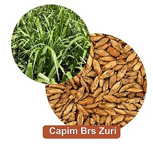Sementes de Capim Brs Zuri