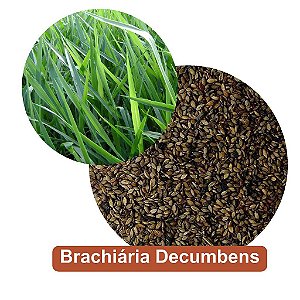 Sementes de Brachiária Decumbens