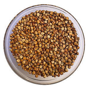 Sementes de Sorgo Forrageiro