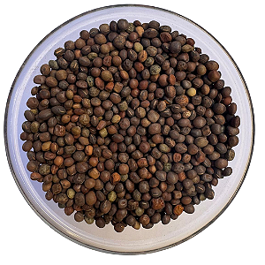 Sementes de Ervilhaca