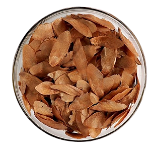 Sementes de Cedro Rosa (Cedrela fissilis Vell)