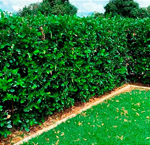 1.000 Sementes de Limãozinho Bravo – Cerca Viva (Swinglea glutinosa) 100Gr
