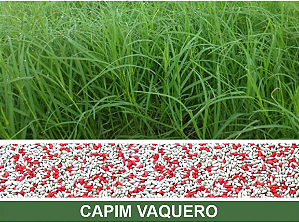 Semente de Capim Vaquero