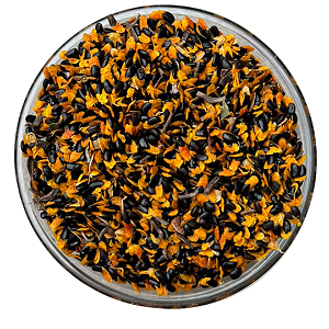 Sementes de Acácia Australiana (Acácia Mangium) 100Gr