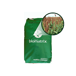 Semente de Sorgo Top 1° para Silagem - 10kg