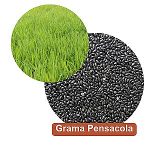 Sementes de Grama Pensacola